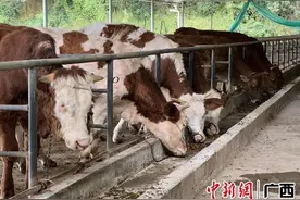 玉林玉州区：生态养牛助农增收图片