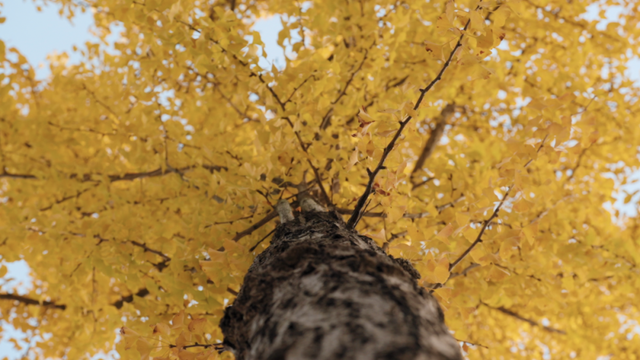 不扫的金叶，是罗店藏在碎金光影里的秋日私语