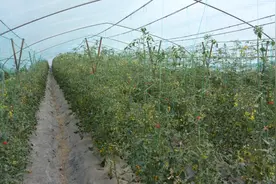 又到小番茄成熟期，青浦这家合作社如何做到高质又高产？图片