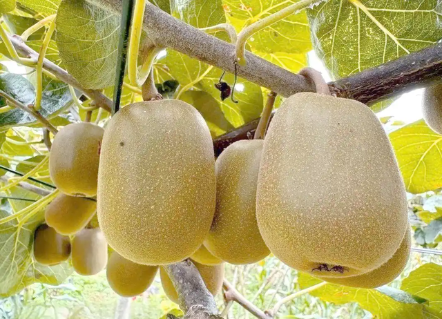 免票+钜惠！一码游贵州“双11”囤票季帮您省下一年奶茶钱