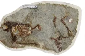 发现“百年鸳鸯龙”！网友：连恐龙都这么浪漫了吗图片