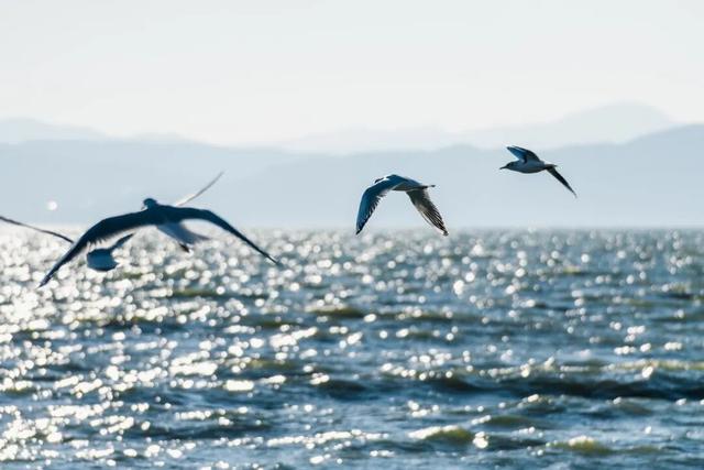 都是小众打卡点！在这些地方看海鸥，景美鸥多还诗意满满~