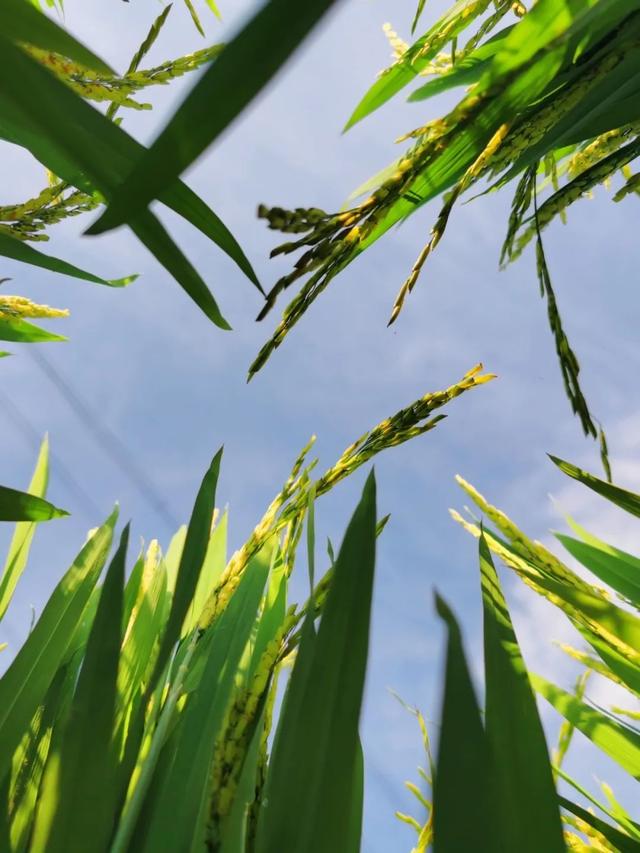 乐游绵阳 清凉一夏 ‖ 又是一年稻花香，游仙这个村庄美成治愈系油画！
