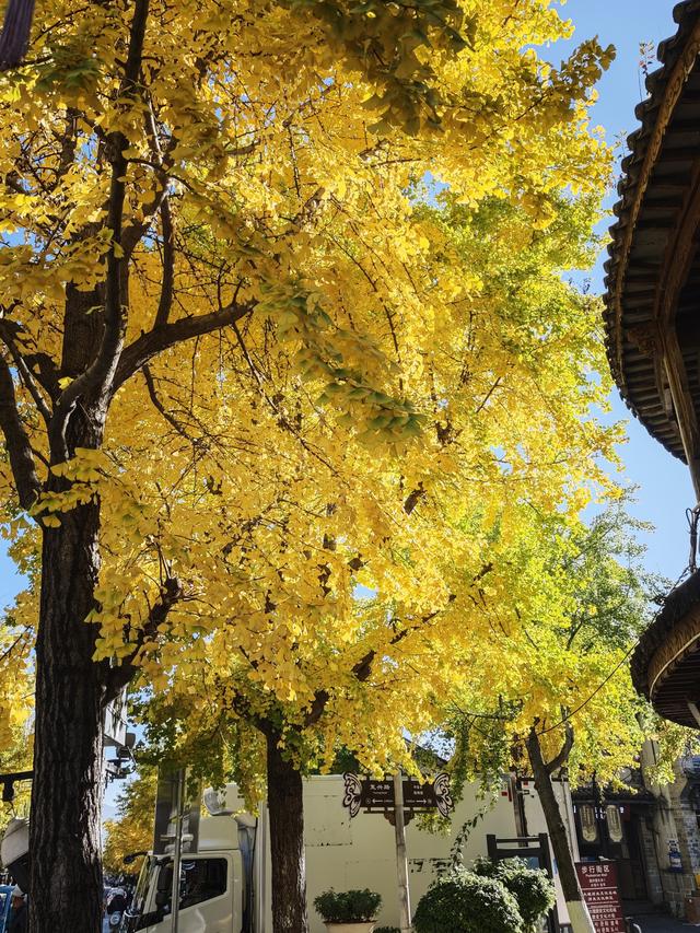 大理古城玉洱路，“满城尽带黄金甲”