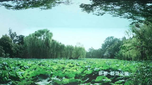 “种草”新都！裸眼3D带你沉浸式体验美景