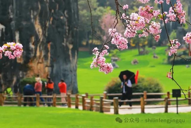 石林已被繁花拥裹，这份赏花攻略请收好