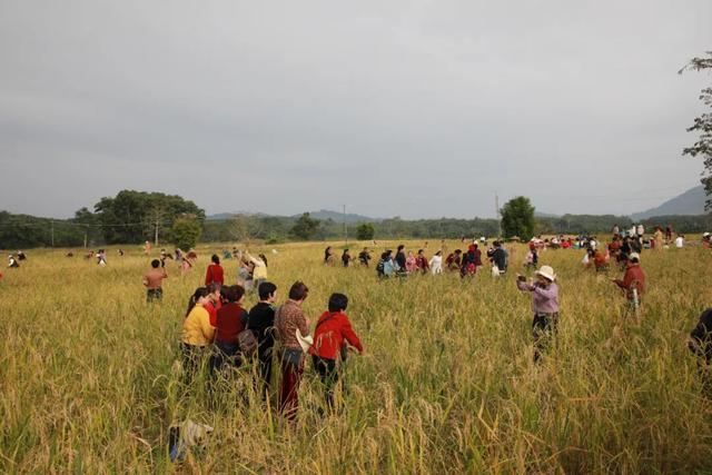 多图+视频！一起回看2025年白沙“啦奥门”雨林与您山兰文化活动精彩瞬间