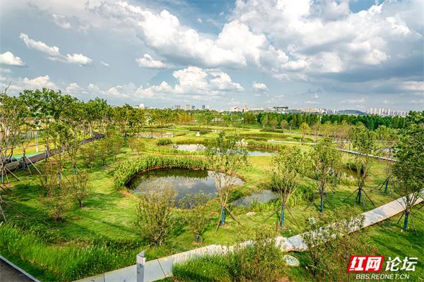 自然就在窗外！大泽湖近自然湿地公园：在城市客厅，邂逅羽翼天堂