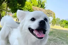 作伴结庐｜｜小白图片