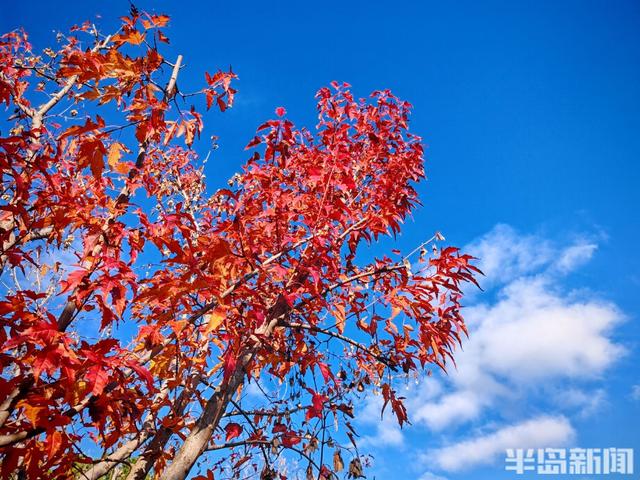 浮山叶斑斓 赏秋要趁早