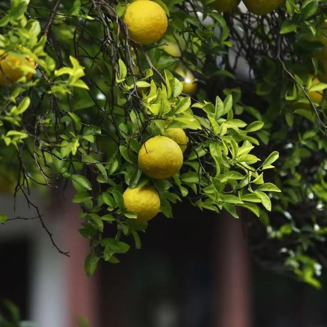 萌度“爆表”！洪堡企鹅最爱的瞻园秋景都在这里→