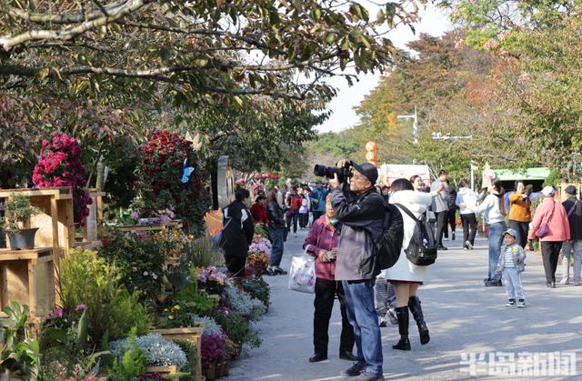 秋日赏菊正当时，老年游客成主力