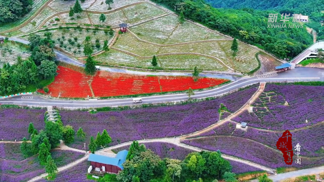 千城百县看中国｜湖北巴东：森林花海醉游人