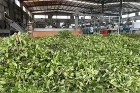 思南：培育出口茶企 带活一方产业图片