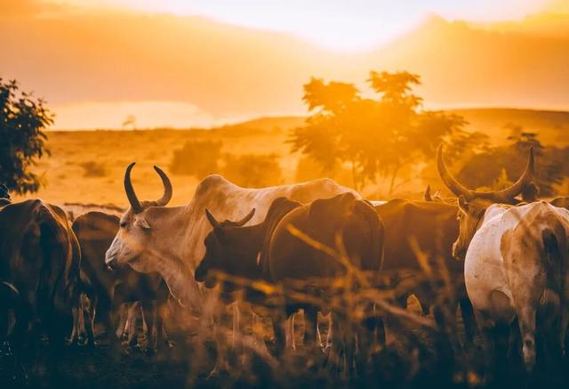 去肯尼亚看动物，为什么让年轻人热泪盈眶？