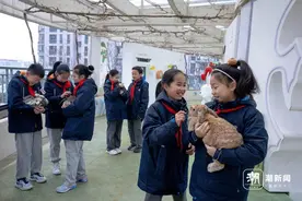 杭州：课间15分钟 萌兔成"团宠"图片