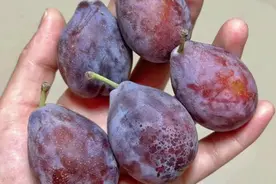 吃西梅真的会腹泻吗？权威答案来了→图片