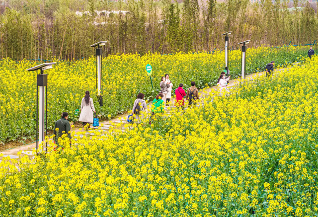 宜美家园 共同创造丨宜宾城区这片花海正在打造！预计呈现时间→