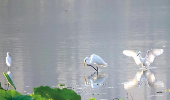 写点生活｜湘湖鹭影