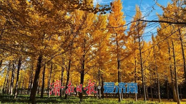 快来打卡公园景区秋色图鉴