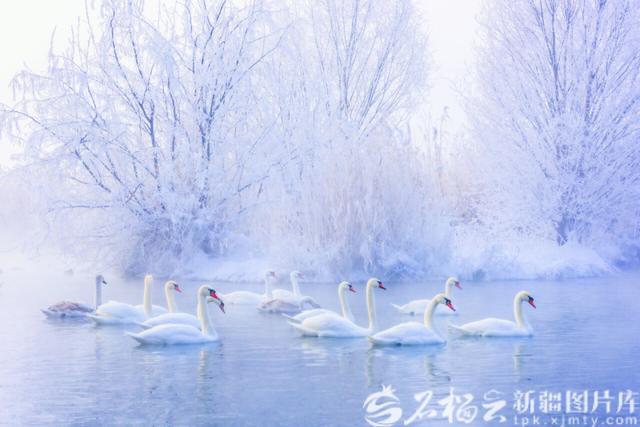 全国踏雪地图出炉！新疆雪景凭什么稳坐“冬日顶流”？