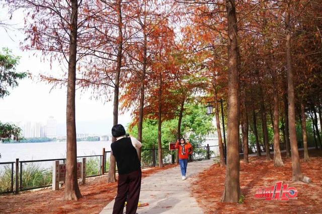 “顶流”回归！近期，福州大量出现