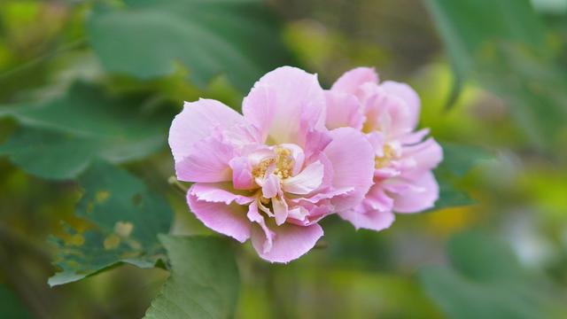 杭州初冬赏花指南，一场别样的“压轴花事”