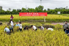 自种稻谷丰收了！大学生走进田间体验割稻图片