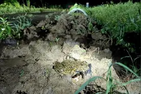 曾经遍地的“田鸡”十几年看不到一只，国家二级保护动物正拼命回归图片