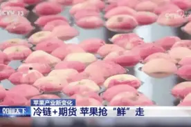 世界第一！中国苹果竟有专属“证件照”来这里瞧一瞧→图片