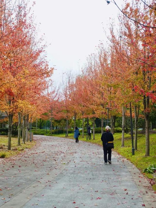 要降温了，准备好去迎接绚烂魔都！宝山寺的枫树已变红，秋霞圃的枫树、局门路的银杏再等20天