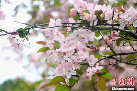 成都市植物园海棠花盛开 吸引民众踏青赏春图片