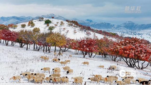 内蒙古：雪伴彩枫