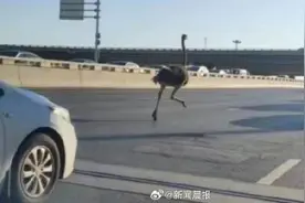 主人回应网传街头狂奔的鸵鸟死亡：正安抚情绪图片