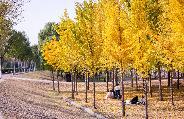 赴一场黄河与银杏的约会！金色银杏林成深秋“顶流”打卡地