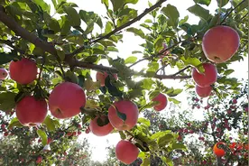 静宁：苹果丰收采摘忙 振兴路上果飘香图片