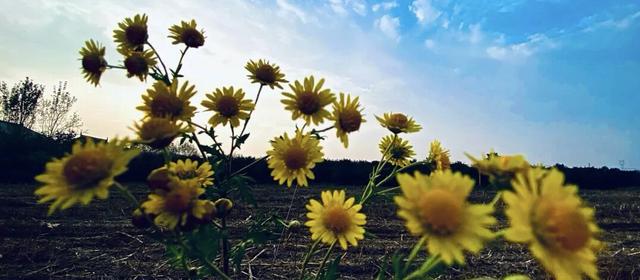 晚潮｜凤凰湖的野菊