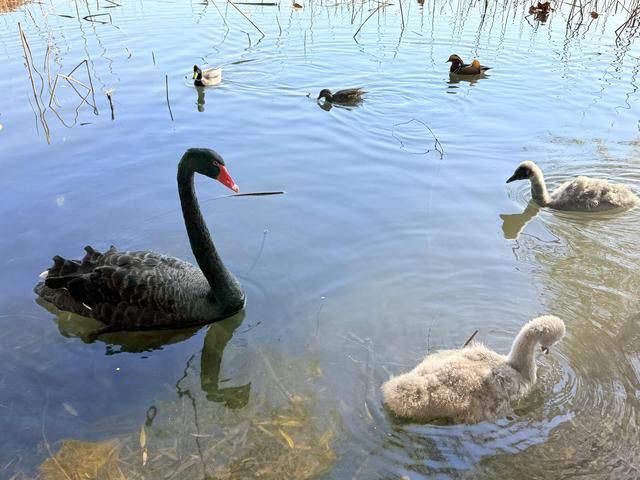 小雪宜出游，颐和园里游人赏初冬美景