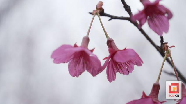 荣县赏樱地图更新！铁厂樱海渐入尾声 牛角山晚樱正当时