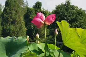 莲花池公园今夏首株并蒂莲绽放！花期只有两天图片
