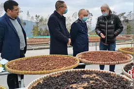 浙江天台：聚焦黄精产业 打造“一亩山万元钱”共富新路径图片
