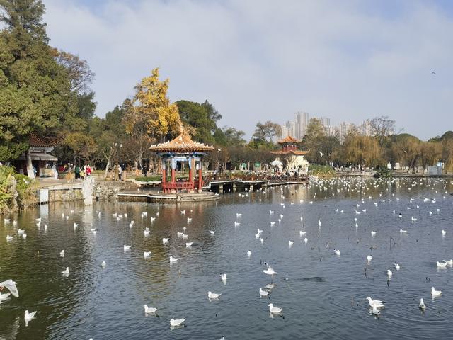 “白色精灵”如期而至！昆明大观公园上演冬日灵动乐章