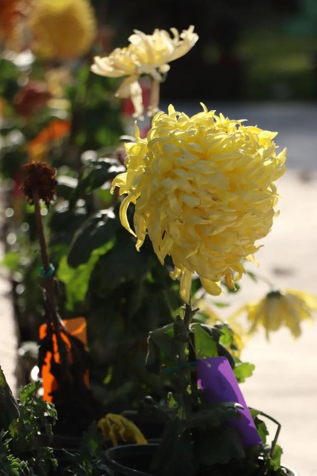 先到先得！快来江夏这里免费领菊花→