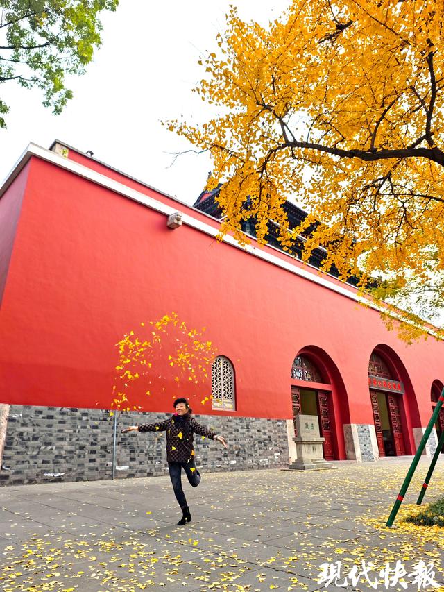 南京这条银杏大道“金色长卷”徐徐展开