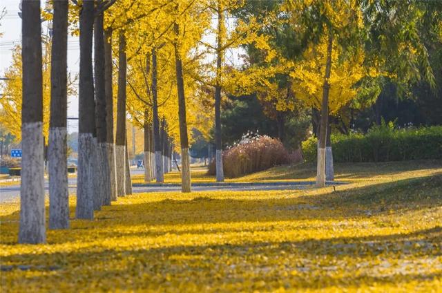 学习强国 | 河北张家口：旖旎如画的银杏大道
