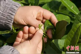 黄山毛峰迎明前茶采摘黄金期图片