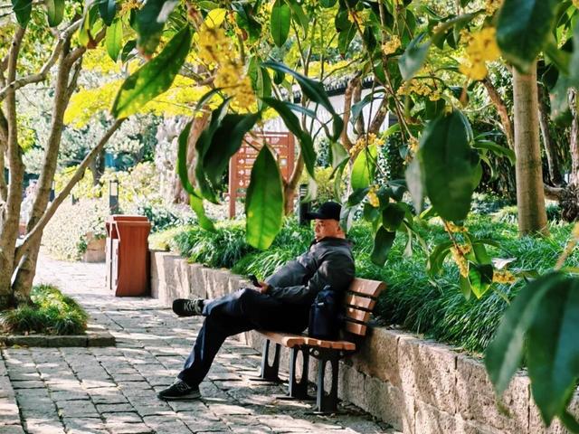 盼了好久的桂花，终于开了！