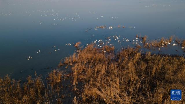 安徽滁州：城市公园成候鸟“越冬天堂”