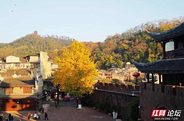 岁暖时刻丨一树金黄一城诗，凤凰的冬日浪漫正悄然绽放