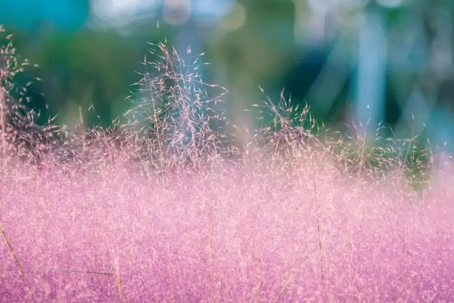 哇~~南湖“粉色花海”，美翻了